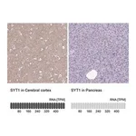 Merck Anti-SYT1 antibody produced in rabbit