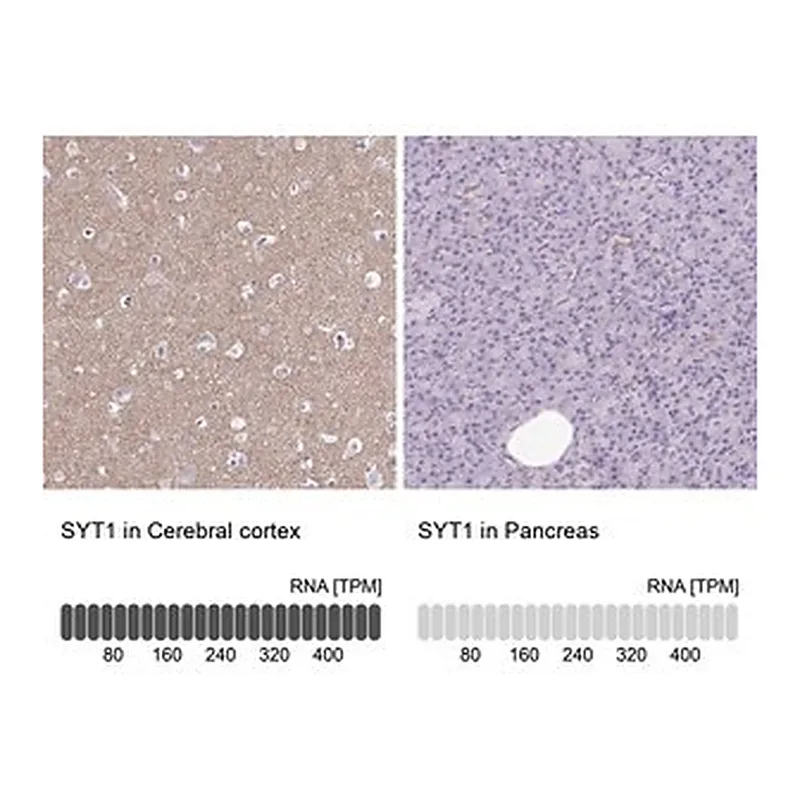 Merck Anti-SYT1 antibody produced in rabbit