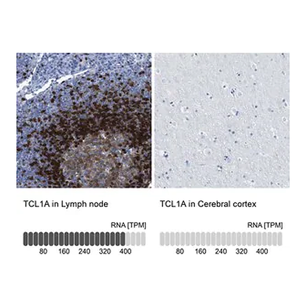 Merck Anti-TCL1A antibody produced in rabbit