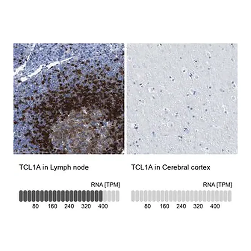 Merck Anti-TCL1A antibody produced in rabbit