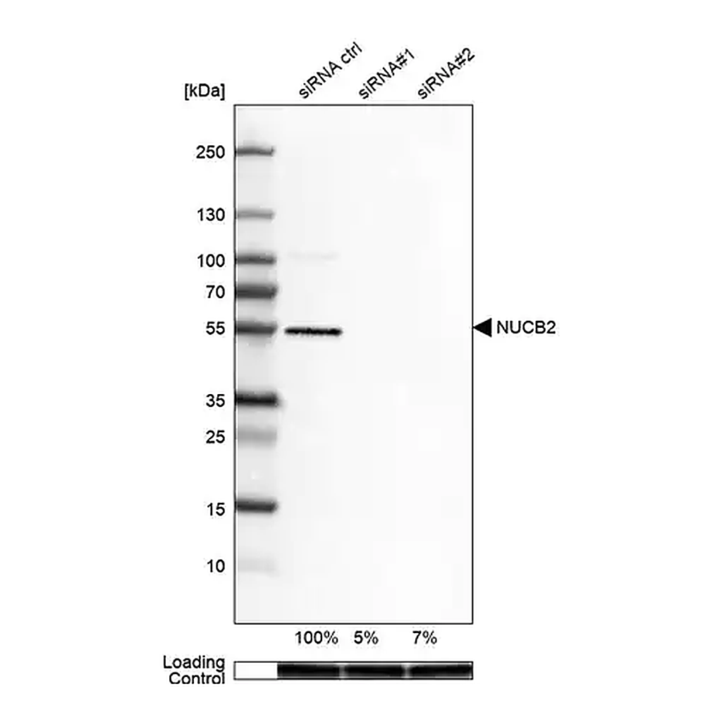 Merck Anti-NUCB2 antibody produced in rabbit