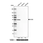 Merck Anti-NUCB2 antibody produced in rabbit