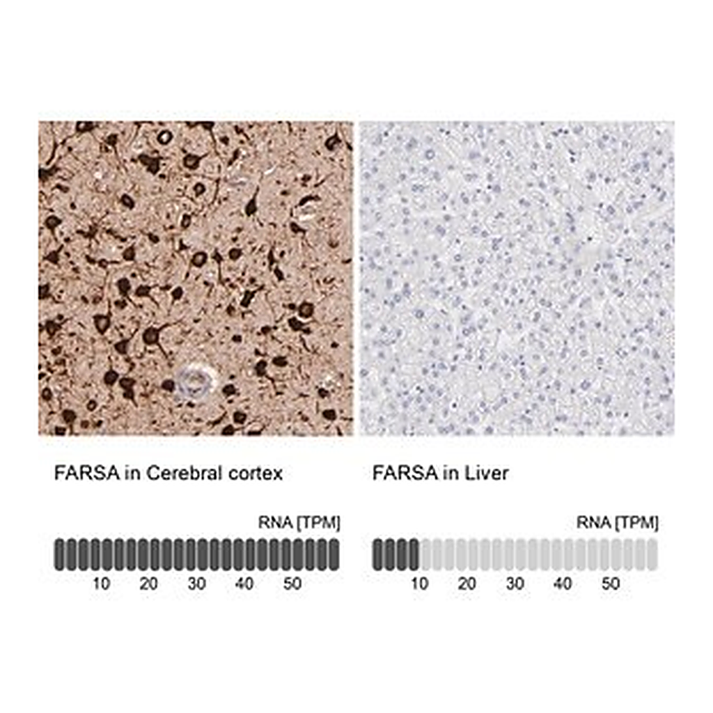 Merck Anti-FARSA antibody produced in rabbit