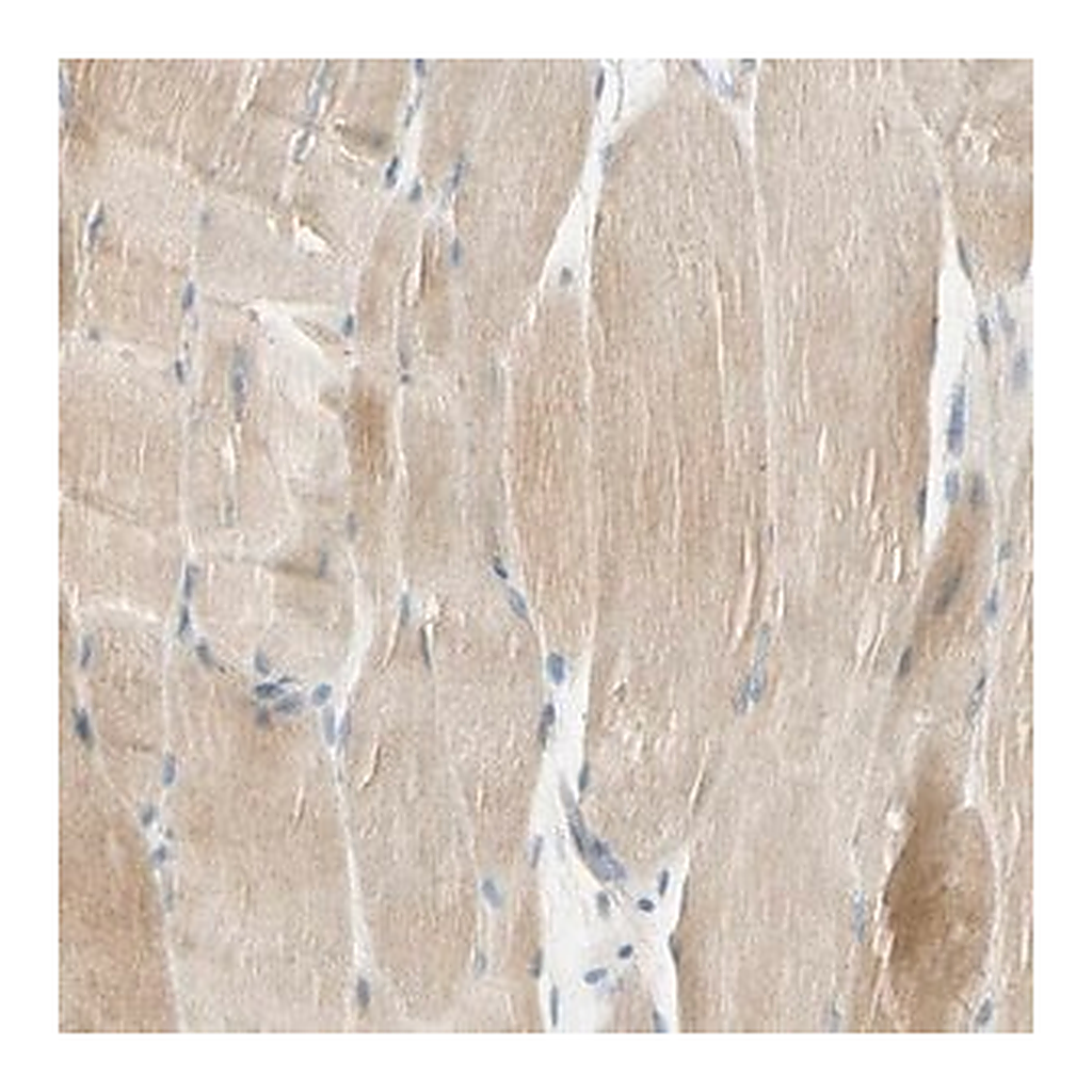 Merck Anti-UXS1 antibody produced in rabbit
