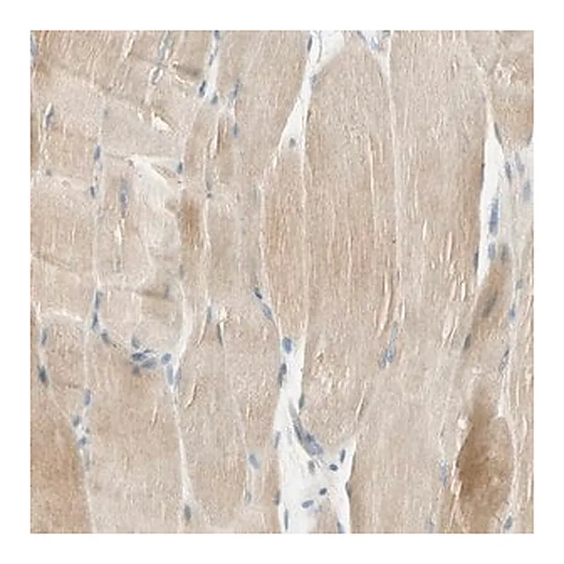 Merck Anti-UXS1 antibody produced in rabbit