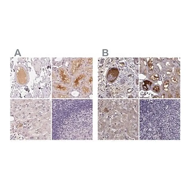 Merck Anti-AFM antibody produced in rabbit