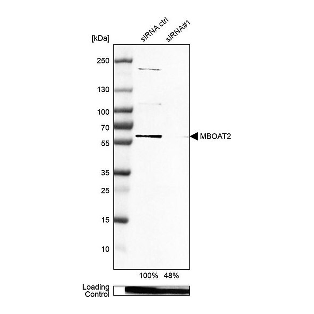 Merck Anti-MBOAT2 antibody produced in rabbit