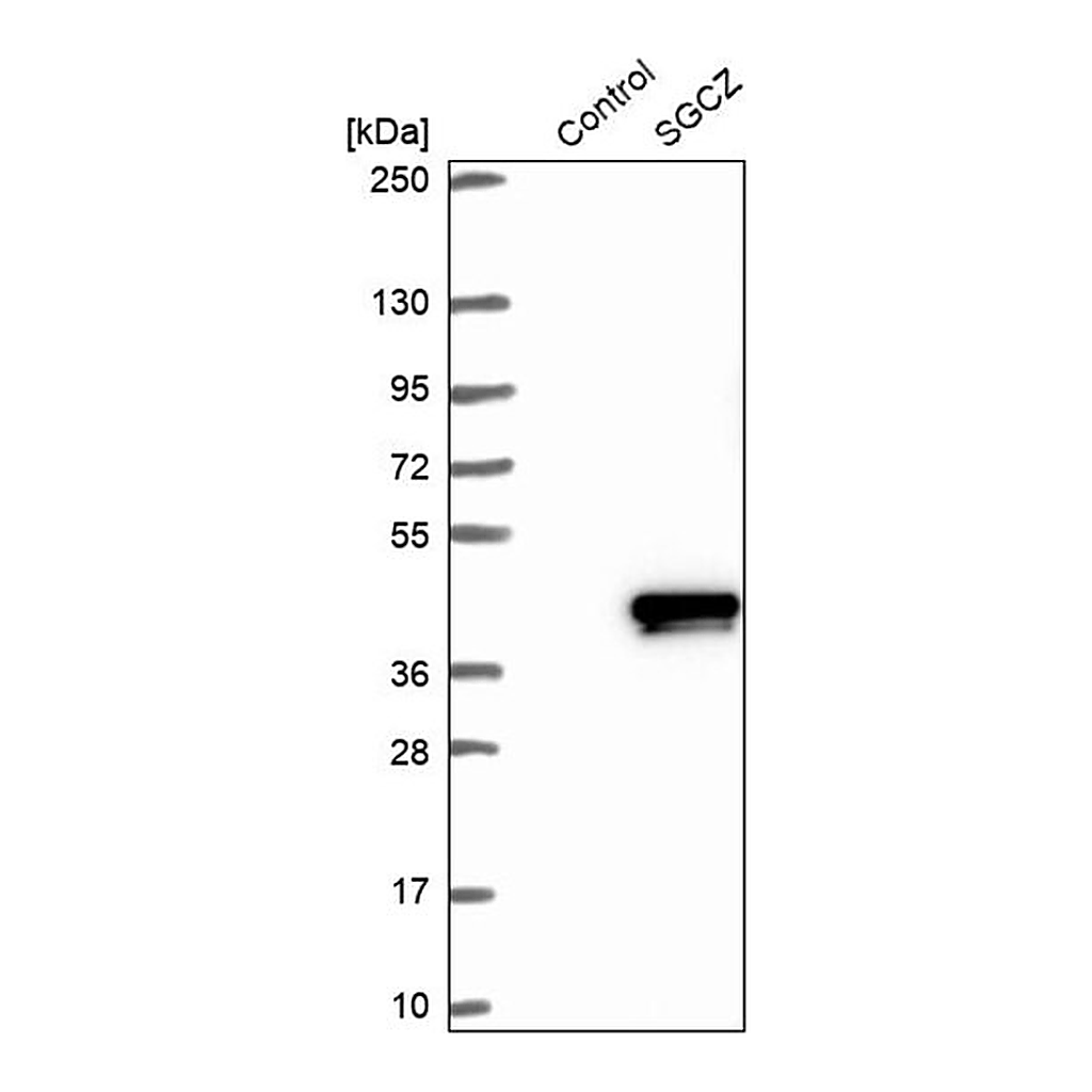 Merck Anti-SGCZ antibody produced in rabbit