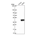 Merck Anti-SGCZ antibody produced in rabbit