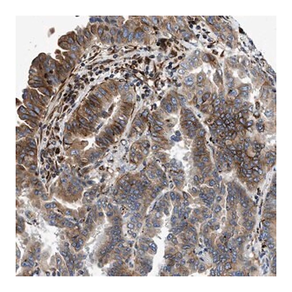 Merck Anti-TMEM248 antibody produced in rabbit