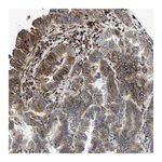 Merck Anti-TMEM248 antibody produced in rabbit