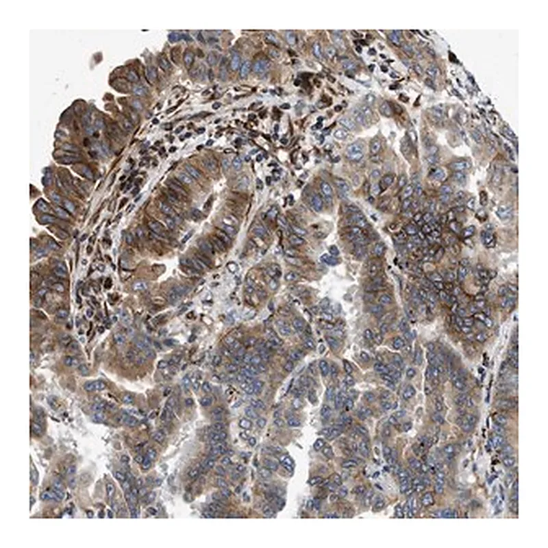 Merck Anti-TMEM248 antibody produced in rabbit