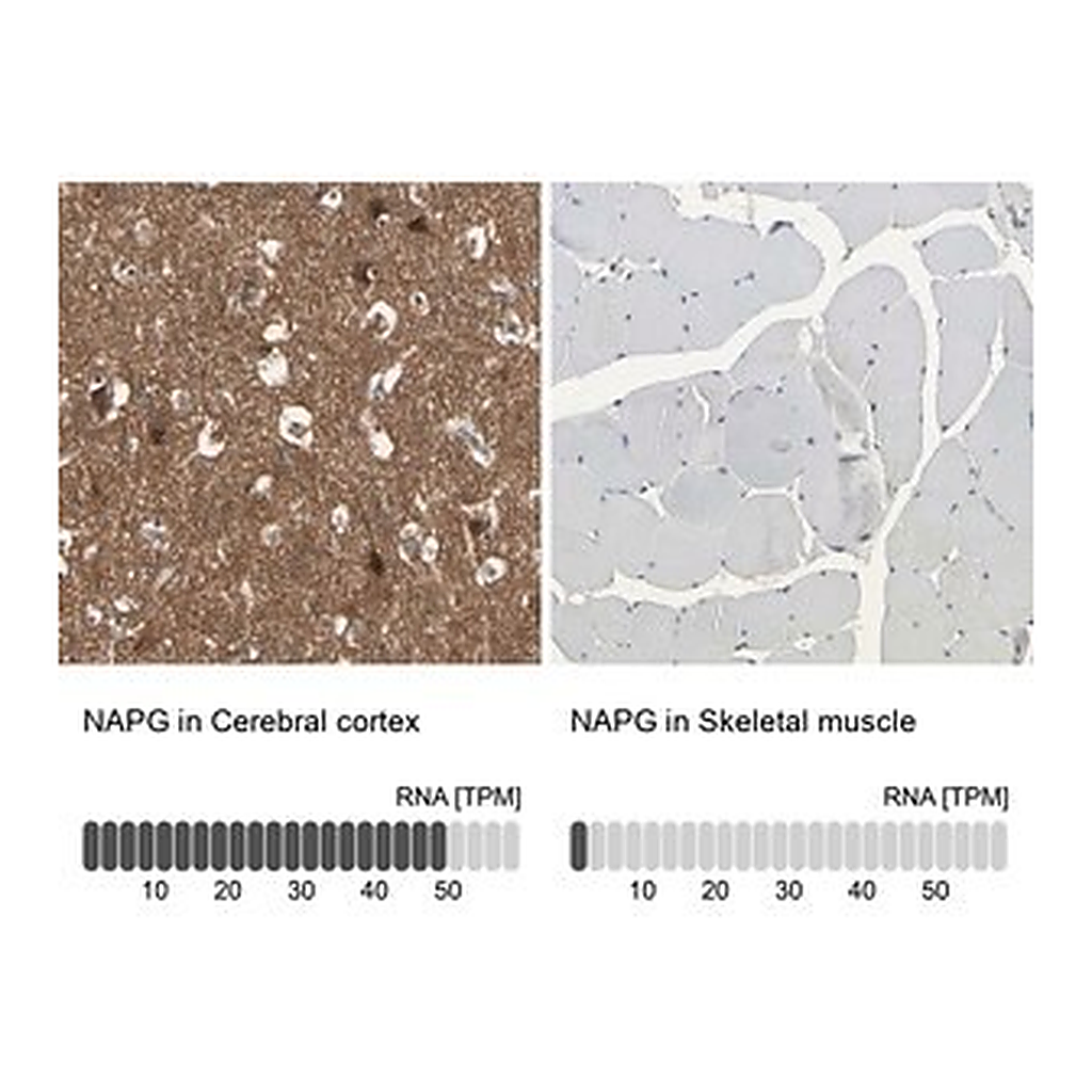 Merck Anti-NAPG antibody produced in rabbit