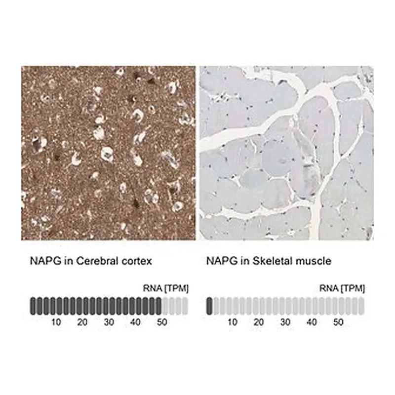 Merck Anti-NAPG antibody produced in rabbit