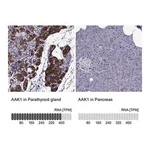 Merck Anti-AAK1 antibody produced in rabbit