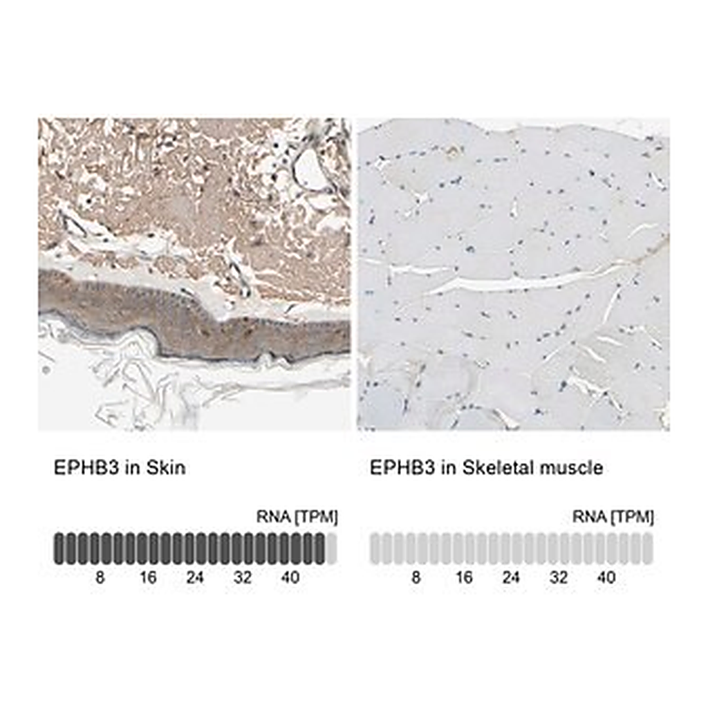 Merck Anti-EPHB3 antibody produced in rabbit