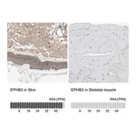Merck Anti-EPHB3 antibody produced in rabbit