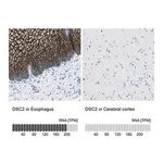 Merck Anti-DSC2 antibody produced in rabbit