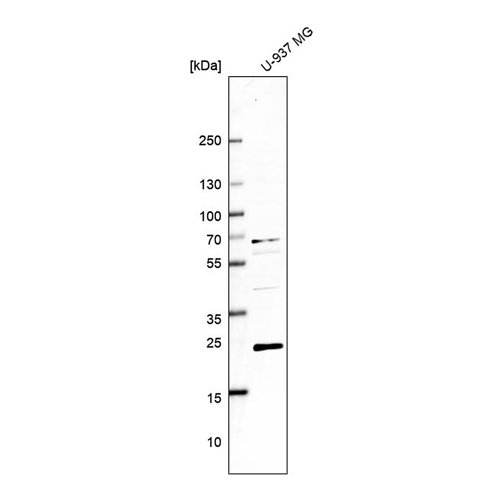 Merck Anti-GAPT antibody produced in rabbit