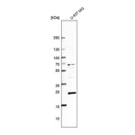 Merck Anti-GAPT antibody produced in rabbit