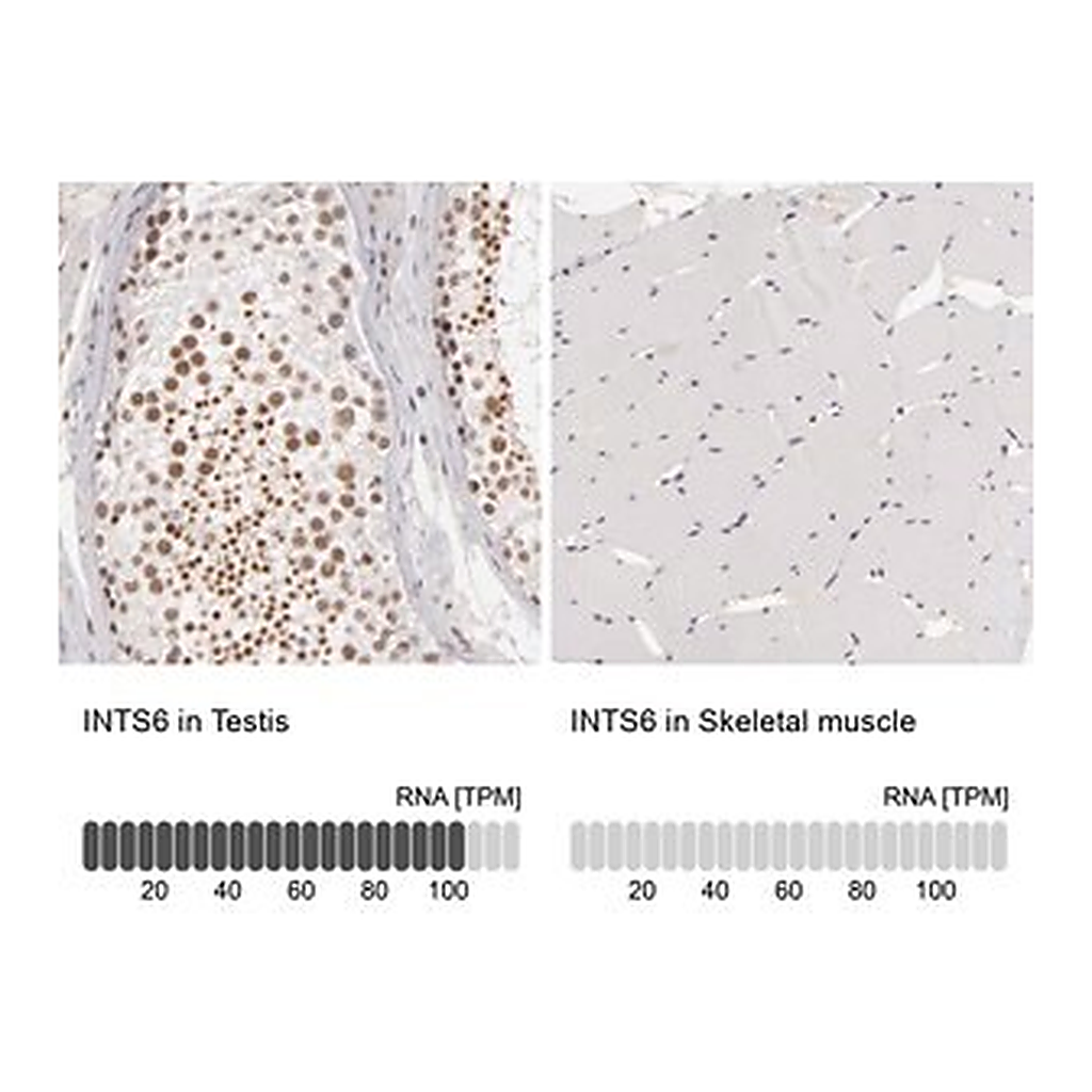 Merck Anti-INTS6 antibody produced in rabbit