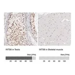 Merck Anti-INTS6 antibody produced in rabbit