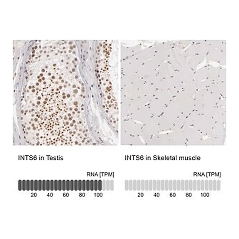 Merck Anti-INTS6 antibody produced in rabbit