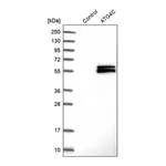 Merck Anti-ATG4C antibody produced in rabbit