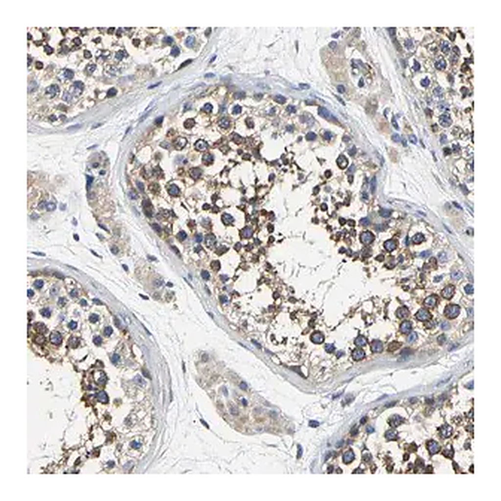 Merck Anti-CSDE1 antibody produced in rabbit