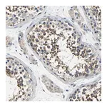 Merck Anti-CSDE1 antibody produced in rabbit
