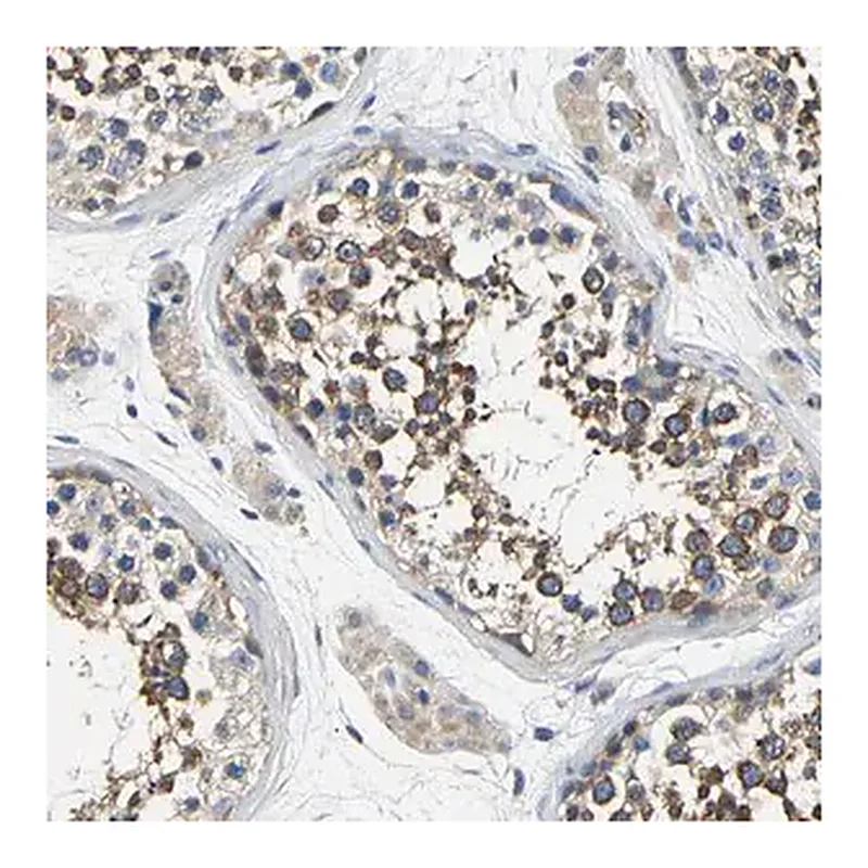 Merck Anti-CSDE1 antibody produced in rabbit