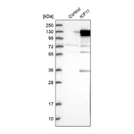 Merck Anti-KIF11 antibody produced in rabbit