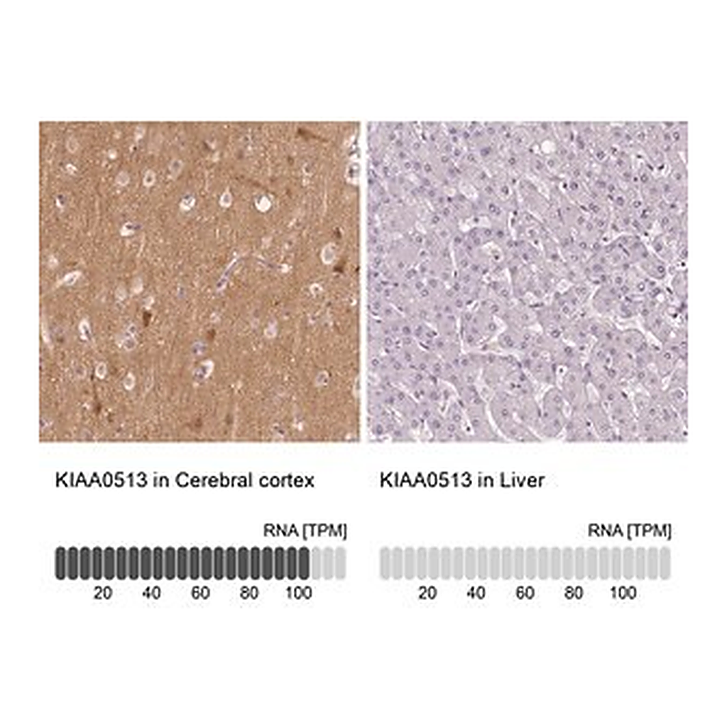 Merck Anti-KIAA0513 antibody produced in rabbit