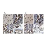 Merck Anti-TGOLN2 antibody produced in rabbit