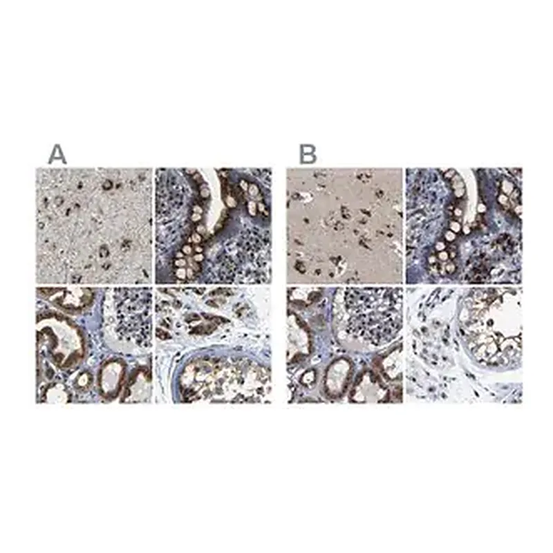 Merck Anti-TGOLN2 antibody produced in rabbit