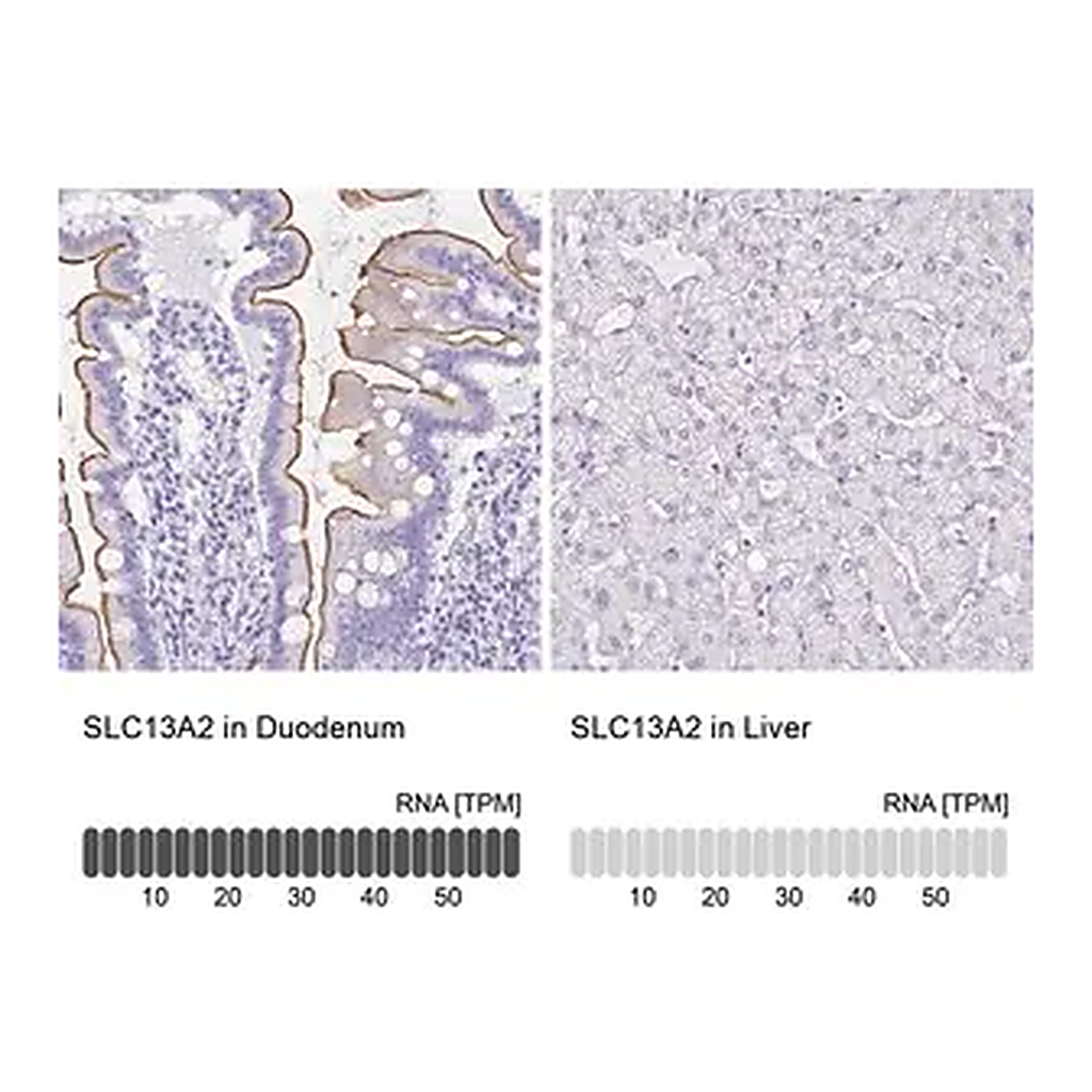 Merck Anti-SLC13A2 antibody produced in rabbit