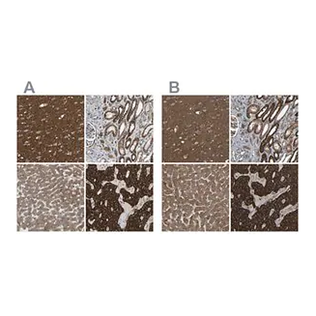 Merck Anti-C1GALT1 antibody produced in rabbit