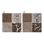 Merck Anti-C1GALT1 antibody produced in rabbit
