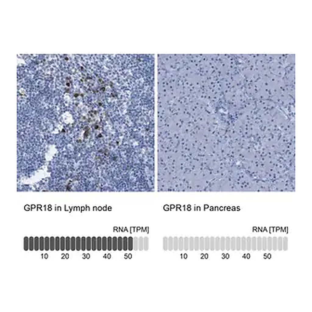 Merck Anti-GPR18 antibody produced in rabbit