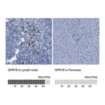 Merck Anti-GPR18 antibody produced in rabbit