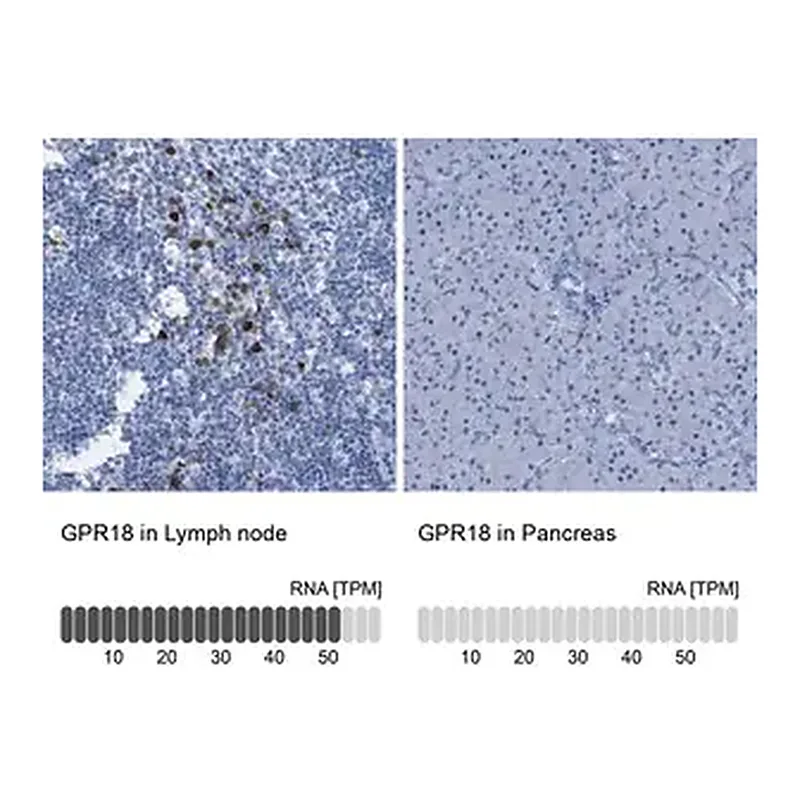 Merck Anti-GPR18 antibody produced in rabbit