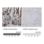 Merck Anti-CASP6 antibody produced in rabbit