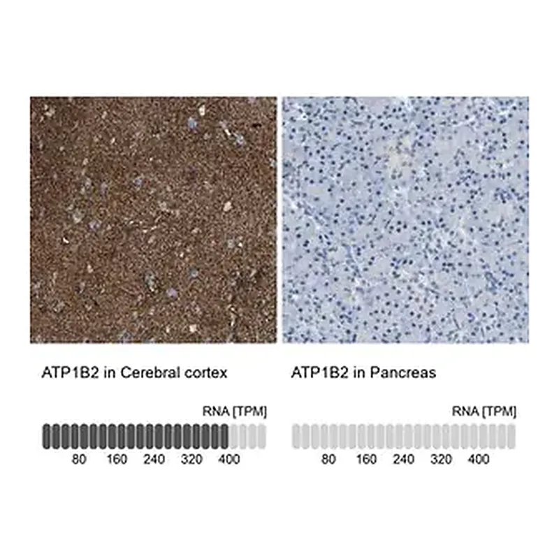 Merck Anti-ATP1B2 antibody produced in rabbit