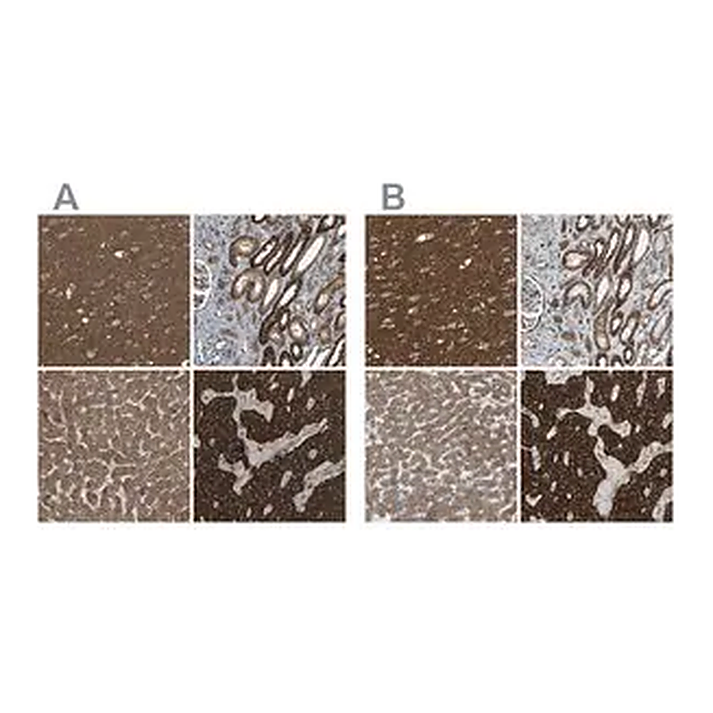 Merck Anti-C1GALT1 antibody produced in rabbit