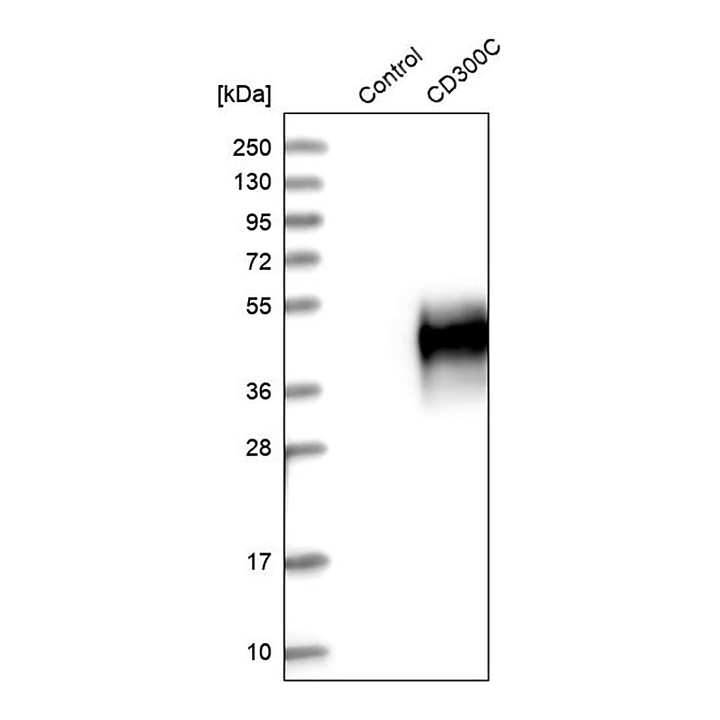 Merck Anti-CD300C antibody produced in rabbit