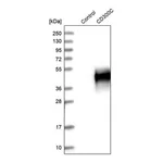 Merck Anti-CD300C antibody produced in rabbit