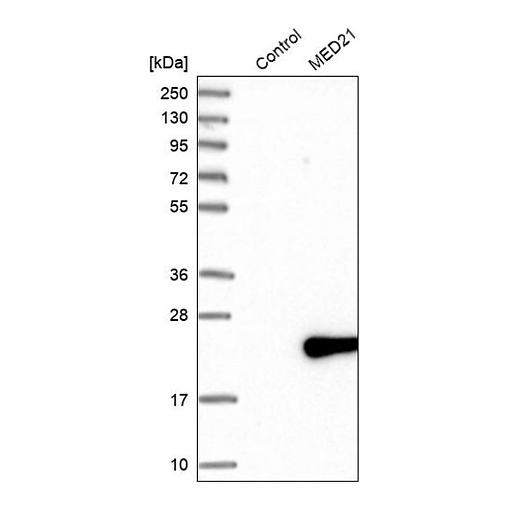 Merck Anti-MED21 antibody produced in rabbit