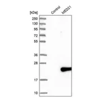 Merck Anti-MED21 antibody produced in rabbit
