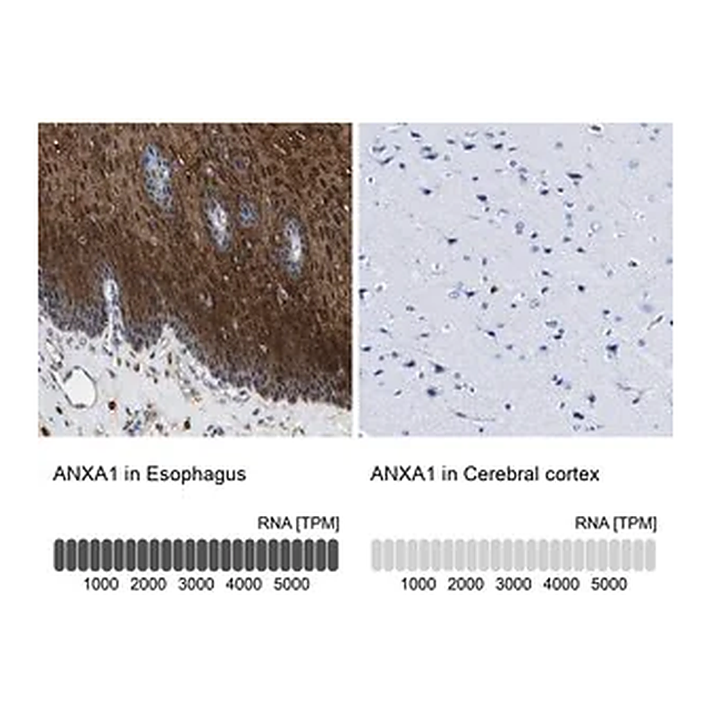 Merck Anti-ANXA1 antibody produced in rabbit