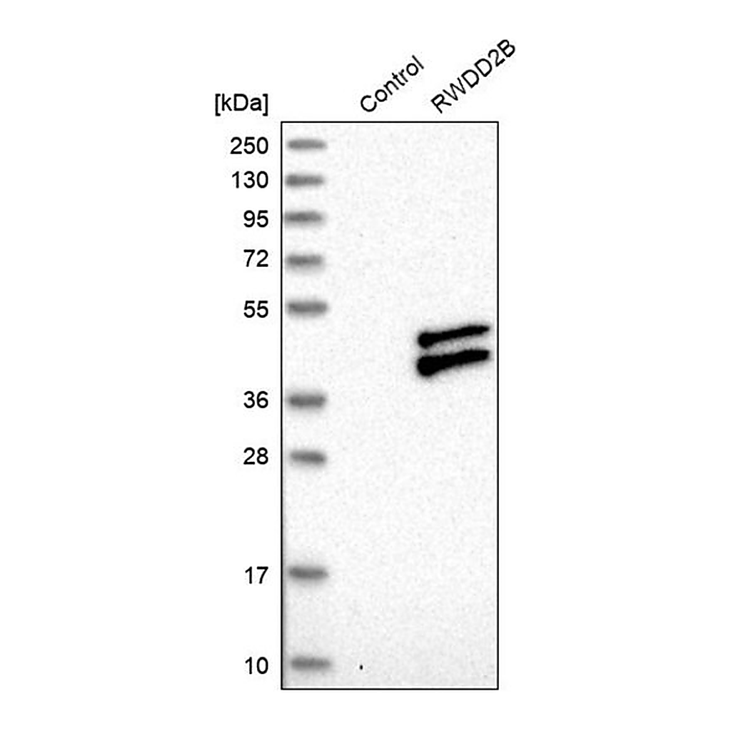 Merck Anti-RWDD2B antibody produced in rabbit